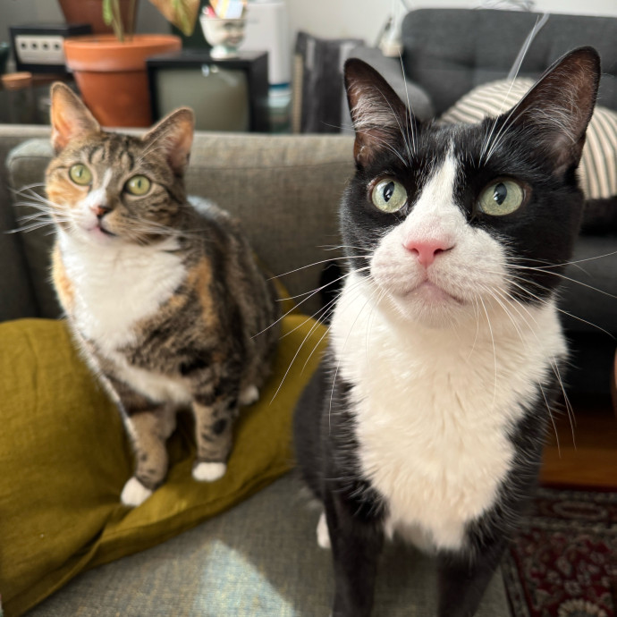 Esther The Most Cat-Friendly Human