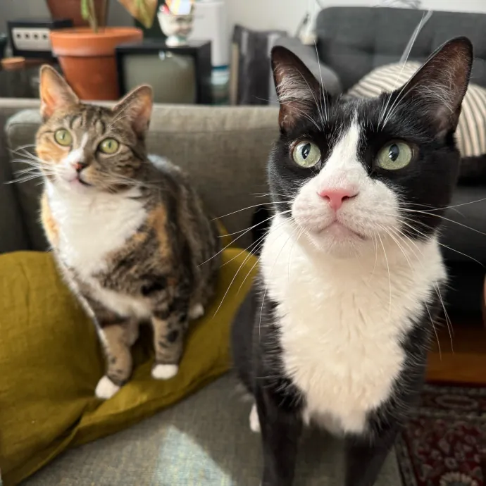 Esther The Most Cat-Friendly Human