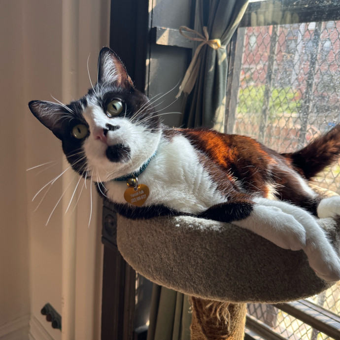 Esther The Most Cat-Friendly Human