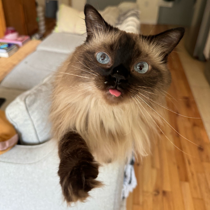 Esther The Most Cat-Friendly Human