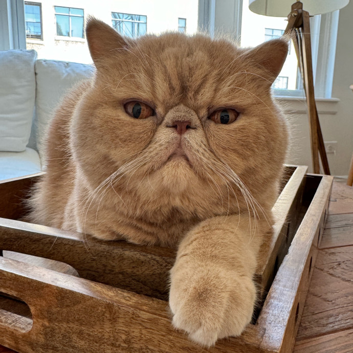 Esther The Most Cat-Friendly Human