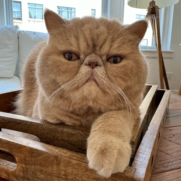 Esther The Most Cat-Friendly Human