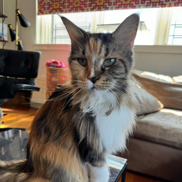 Esther The Most Cat-Friendly Human