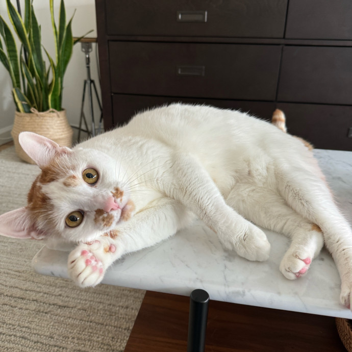 Esther The Most Cat-Friendly Human