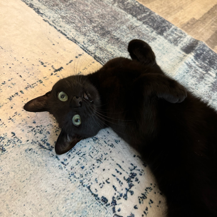 Esther The Most Cat-Friendly Human