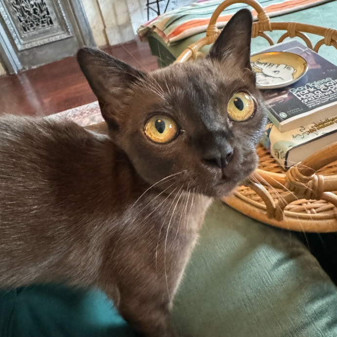 Esther The Most Cat-Friendly Human