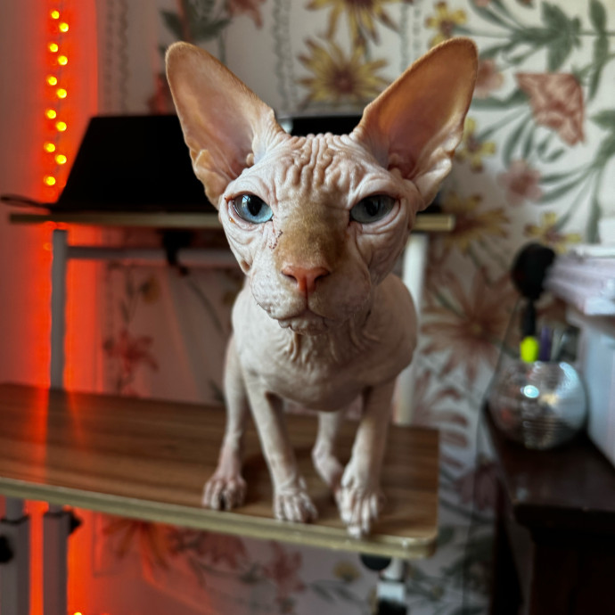 Esther The Most Cat-Friendly Human