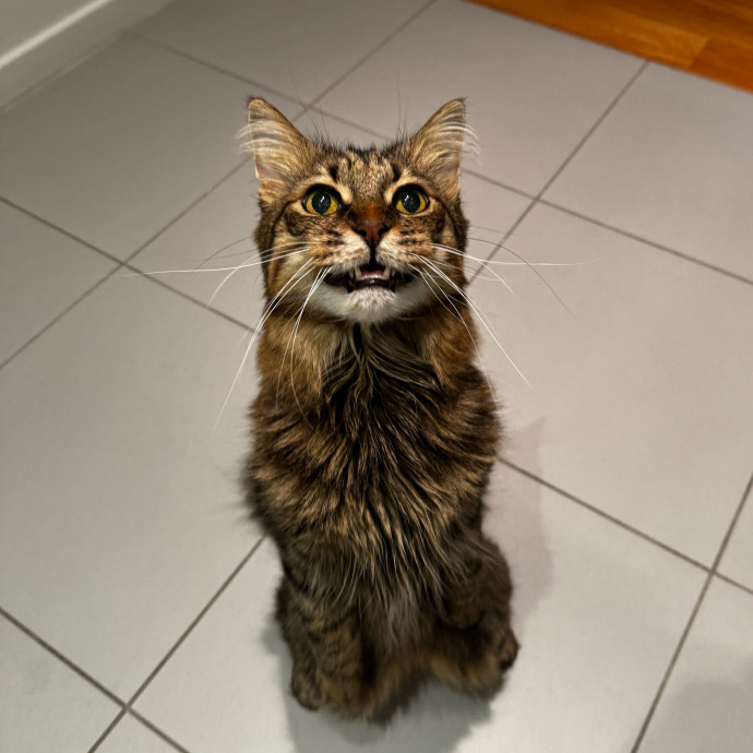 Esther The Most Cat-Friendly Human