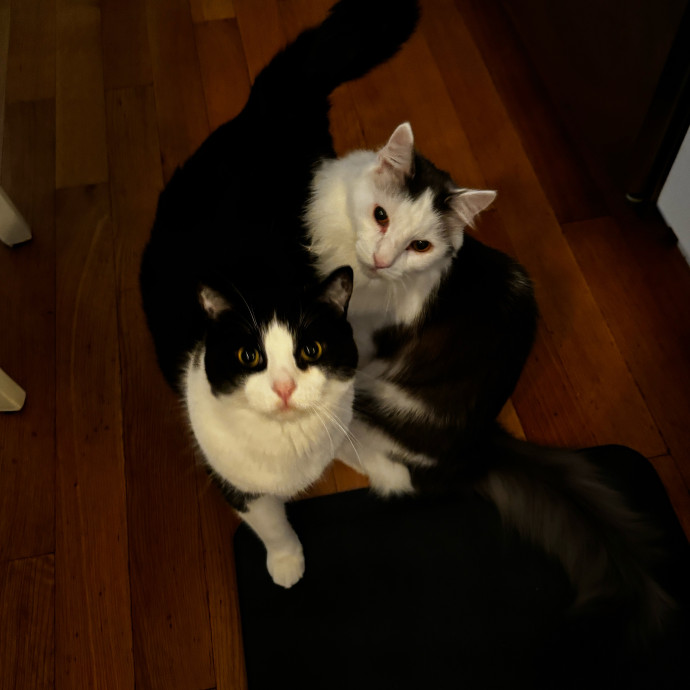 Esther The Most Cat-Friendly Human