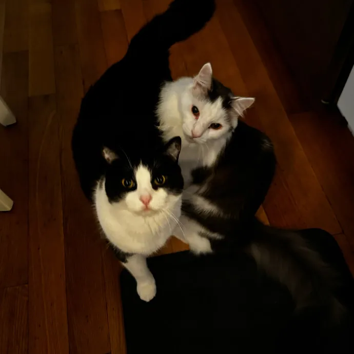 Esther The Most Cat-Friendly Human