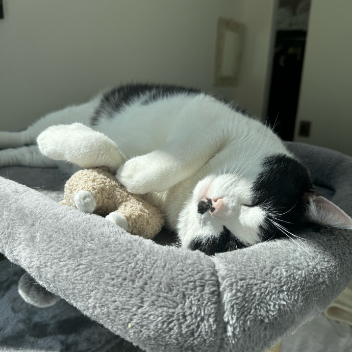 Esther The Most Cat-Friendly Human