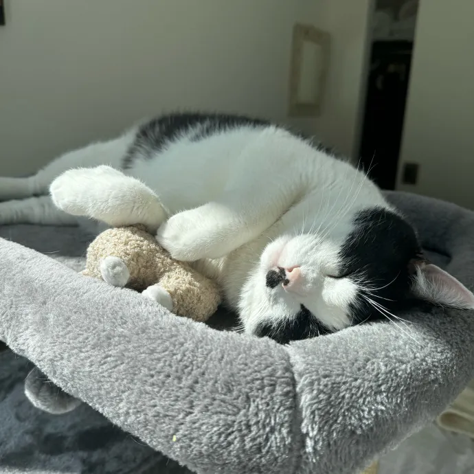 Esther The Most Cat-Friendly Human