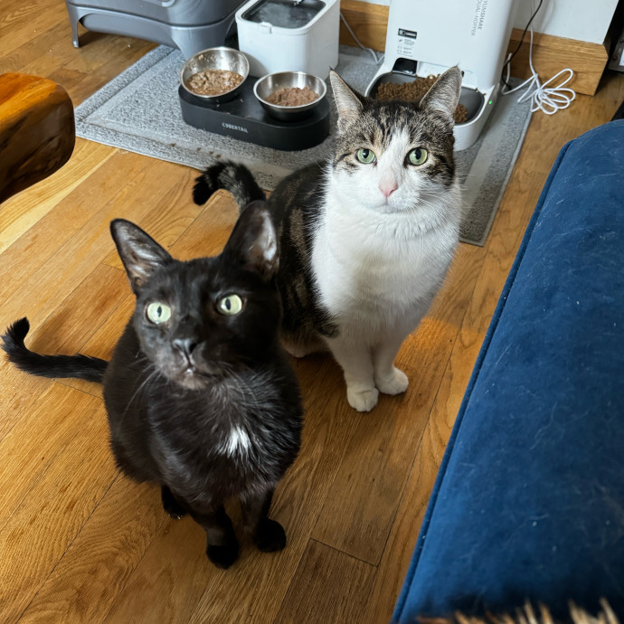 Esther The Most Cat-Friendly Human