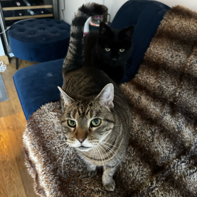 Esther The Most Cat-Friendly Human