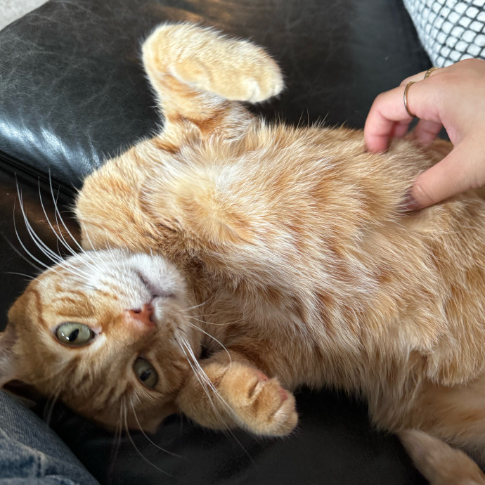 Esther The Most Cat-Friendly Human photo 3