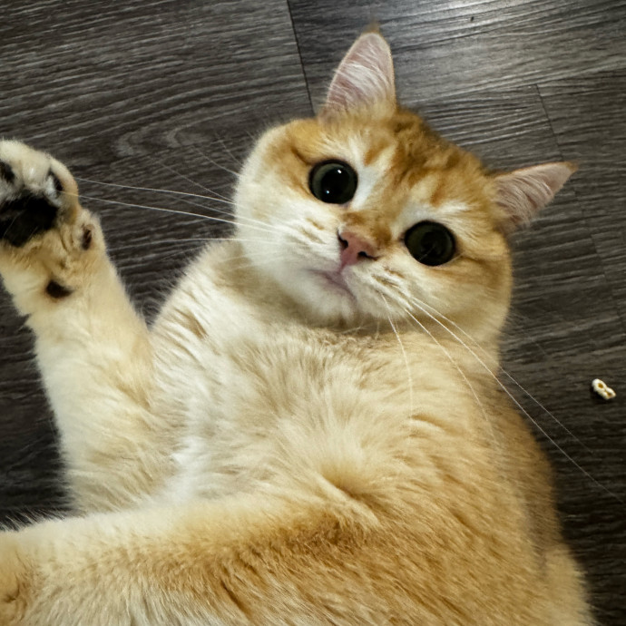 Esther The Most Cat-Friendly Human photo 2