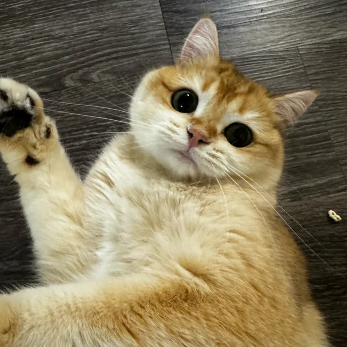 Esther The Most Cat-Friendly Human photo 2