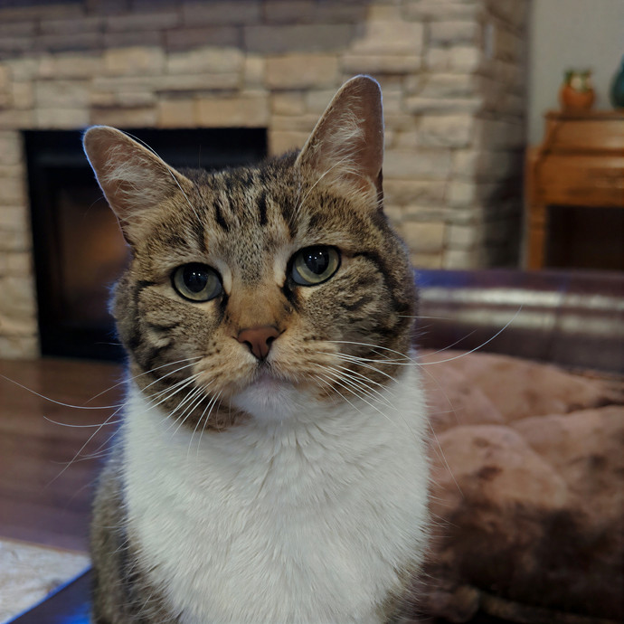 Purr-Ty Time Cat Care Unavailable