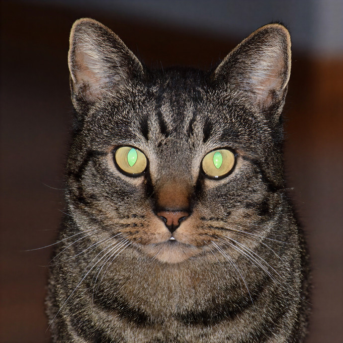 Purr-Ty Time Cat Care Unavailable