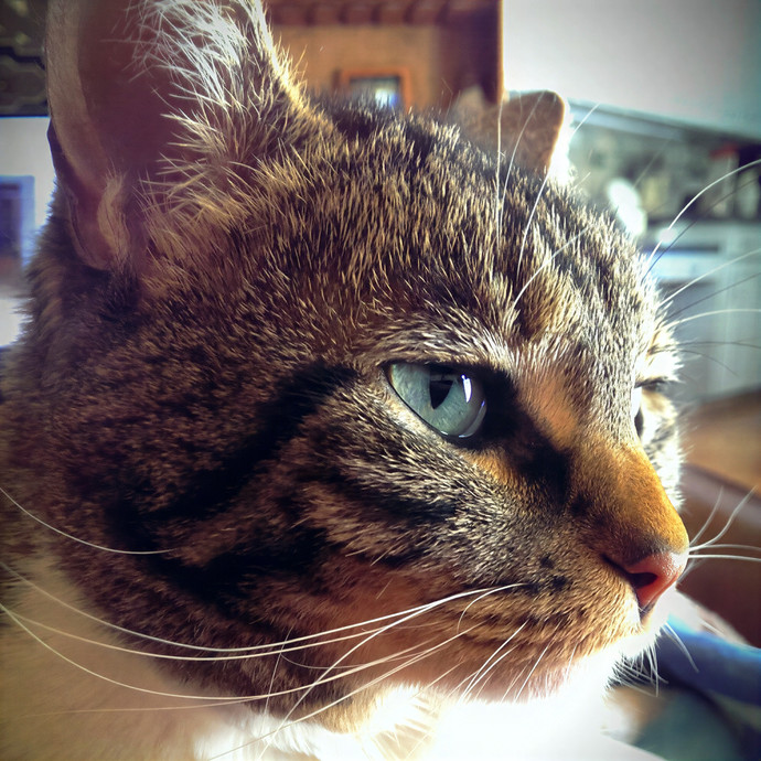 Purr-Ty Time Cat Care Unavailable
