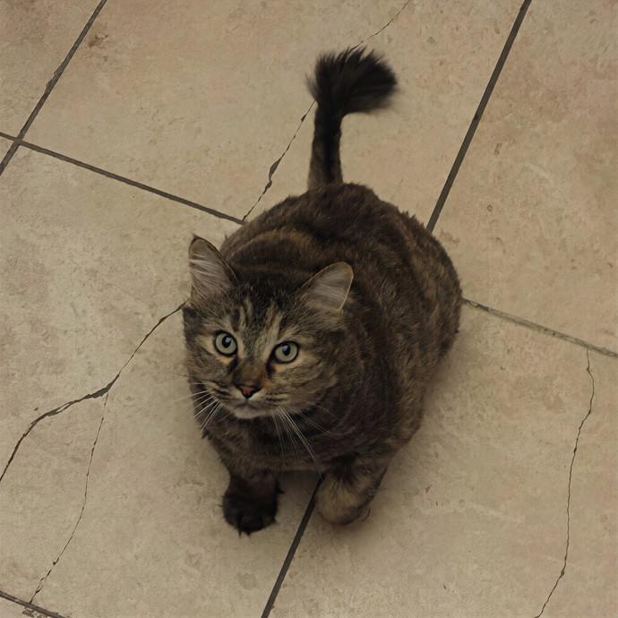 Purr-Ty Time Cat Care Unavailable
