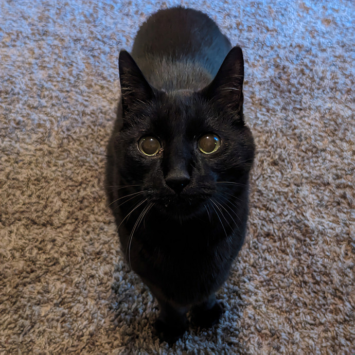 Purr-Ty Time Cat Care Unavailable