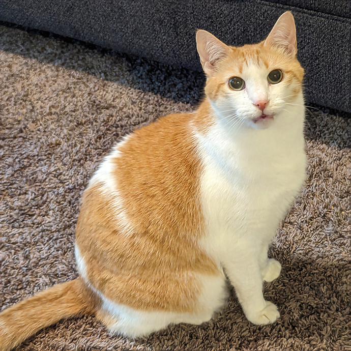 Purr-Ty Time Cat Care Unavailable