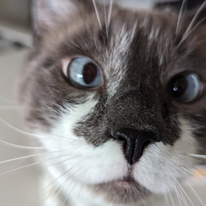 Purr-Ty Time Cat Care Unavailable
