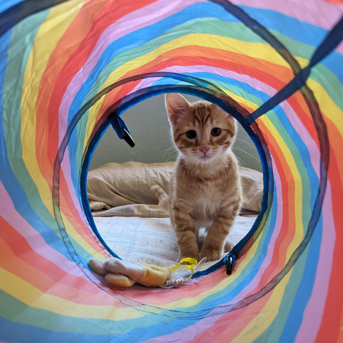 Purr-Ty Time Cat Care Unavailable