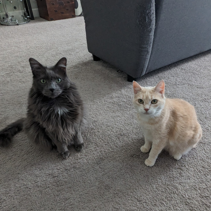 Purr-Ty Time Cat Care Unavailable