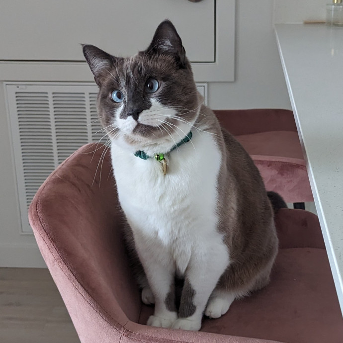 Purr-Ty Time Cat Care Unavailable