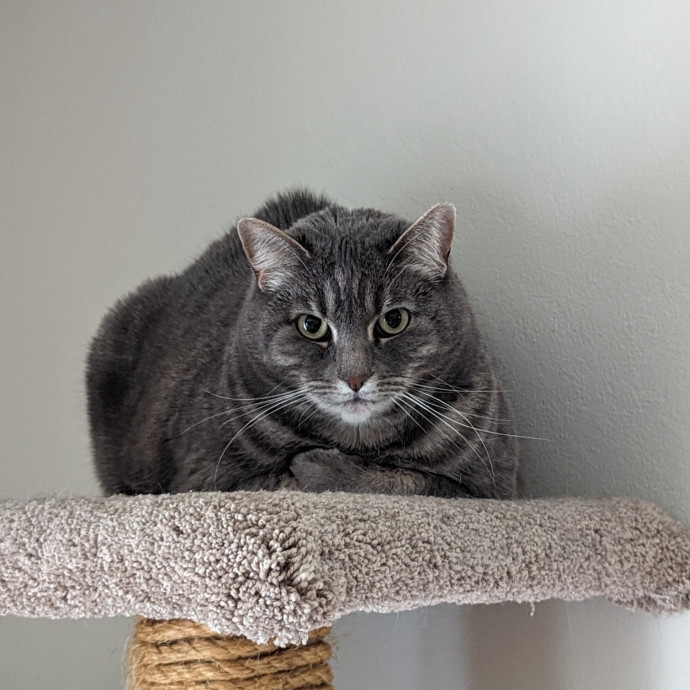 Purr-Ty Time Cat Care Unavailable photo 3