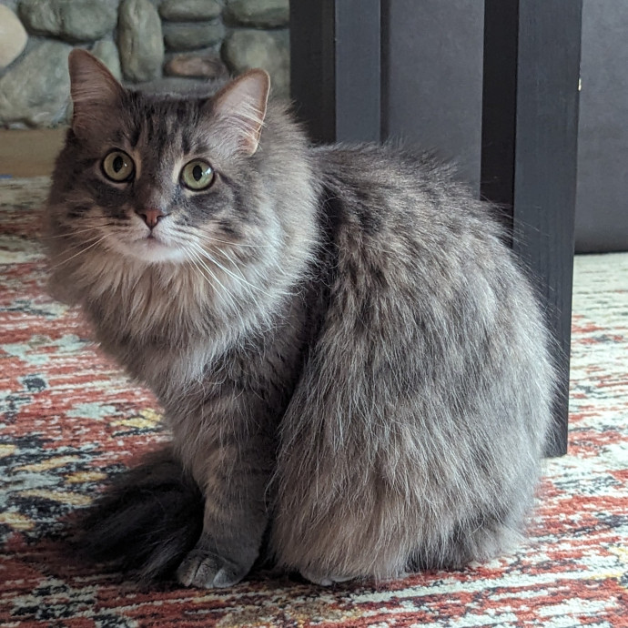 Purr-Ty Time Cat Care Unavailable photo 2