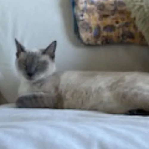 Bay Cat Companion