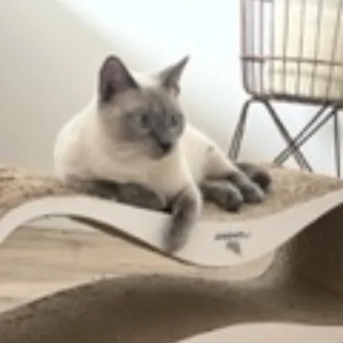 Bay Cat Companion