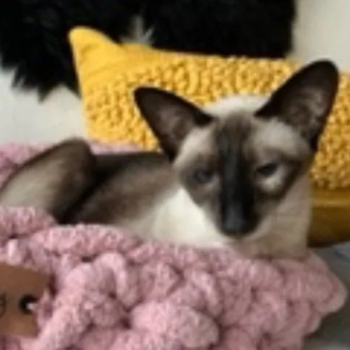 Bay Cat Companion