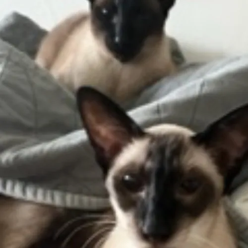 Bay Cat Companion