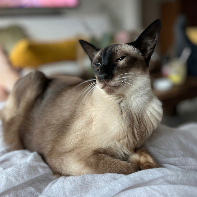 Bay Cat Companion