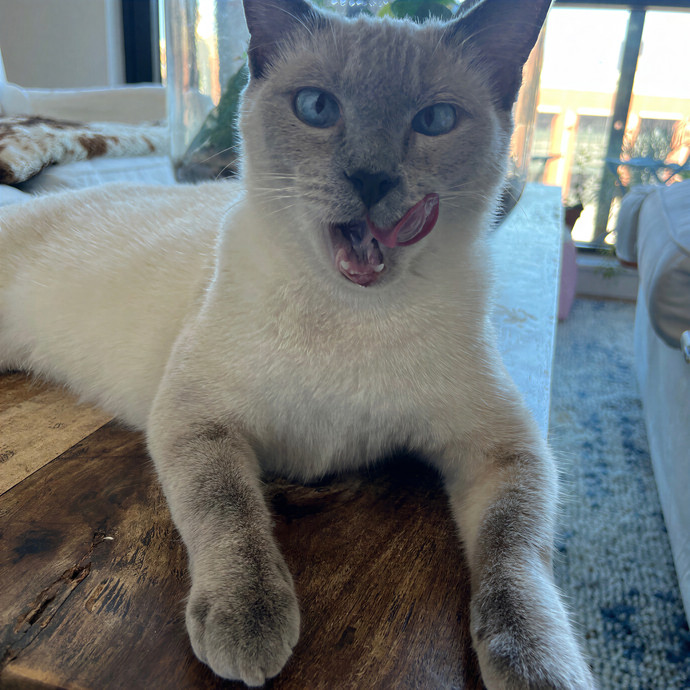 Bay Cat Companion