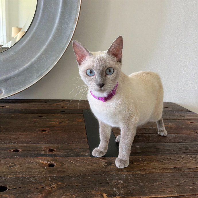 Bay Cat Companion