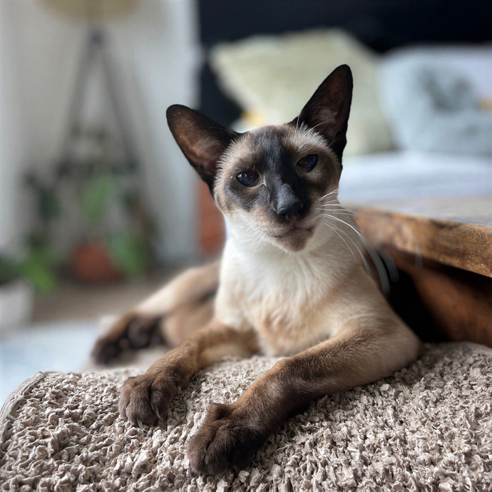 Bay Cat Companion
