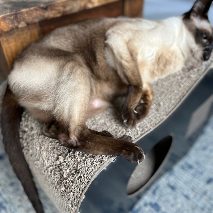 Bay Cat Companion