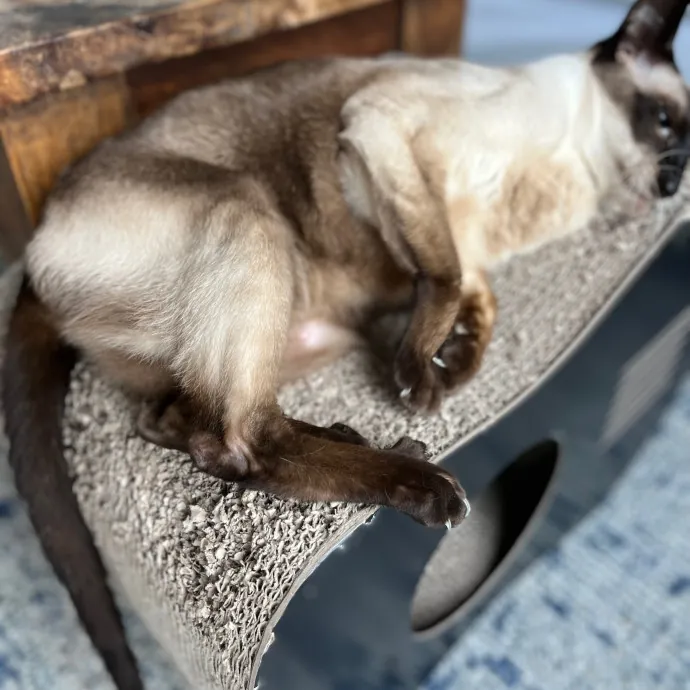 Bay Cat Companion