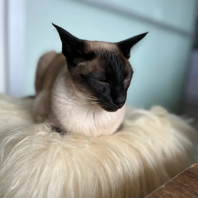 Bay Cat Companion