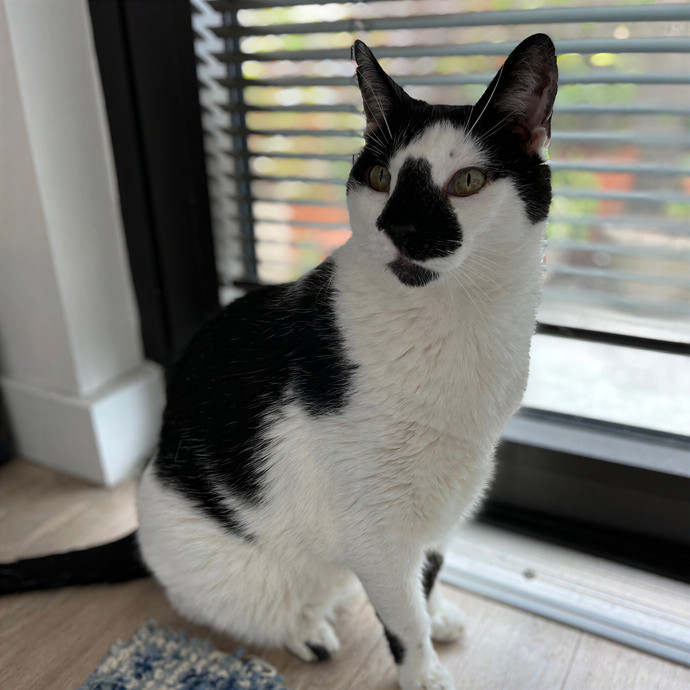 Bay Cat Companion