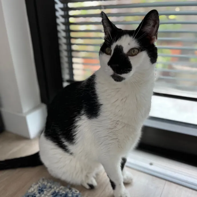 Bay Cat Companion