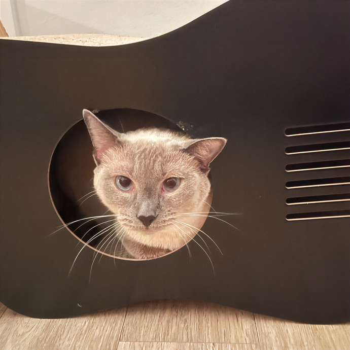 Bay Cat Companion