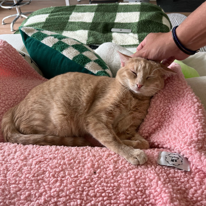 Bay Cat Companion