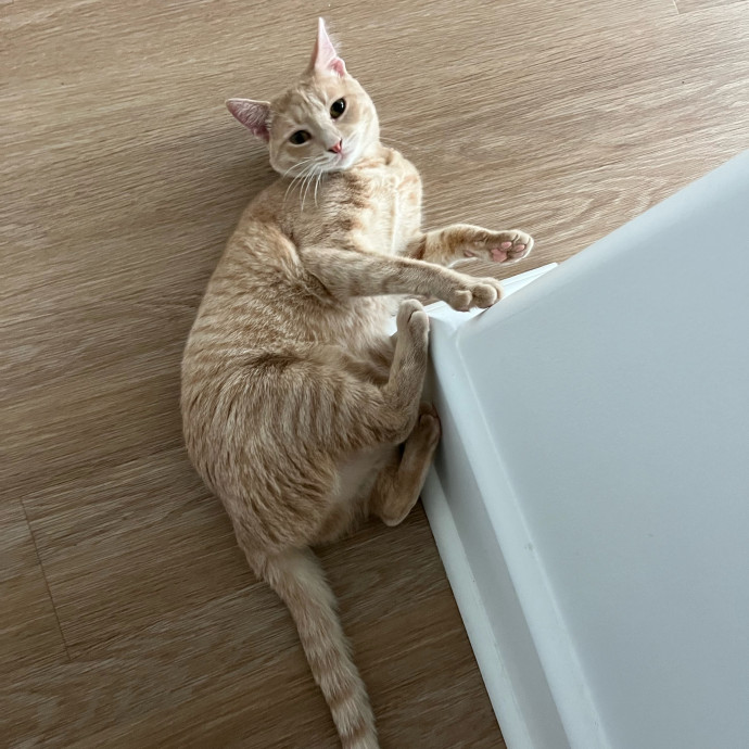 Bay Cat Companion