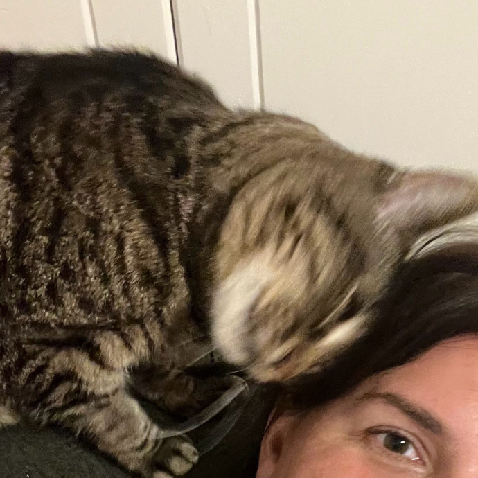 Bay Cat Companion